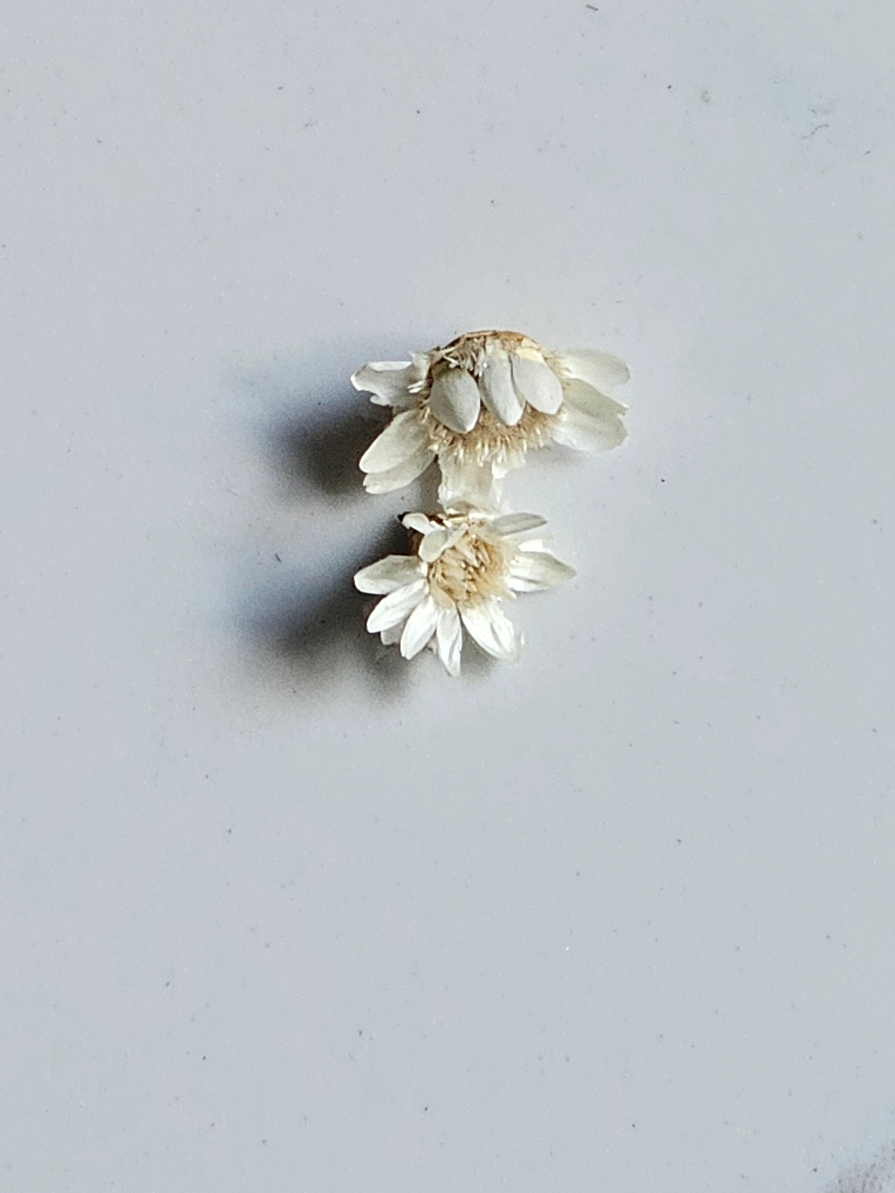 Floral Plugs Gauges